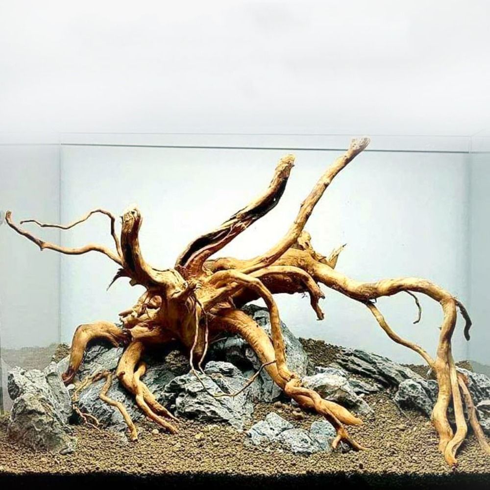 Planted Aquarium With Driftwood - 20-25CM Grote Aquarium Drijfhout Natuurlijke Visbak