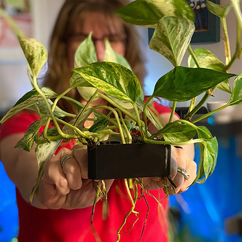 Aquarium Planted Setup - 1 2 3 stuks Aquarium Plantensteunmand