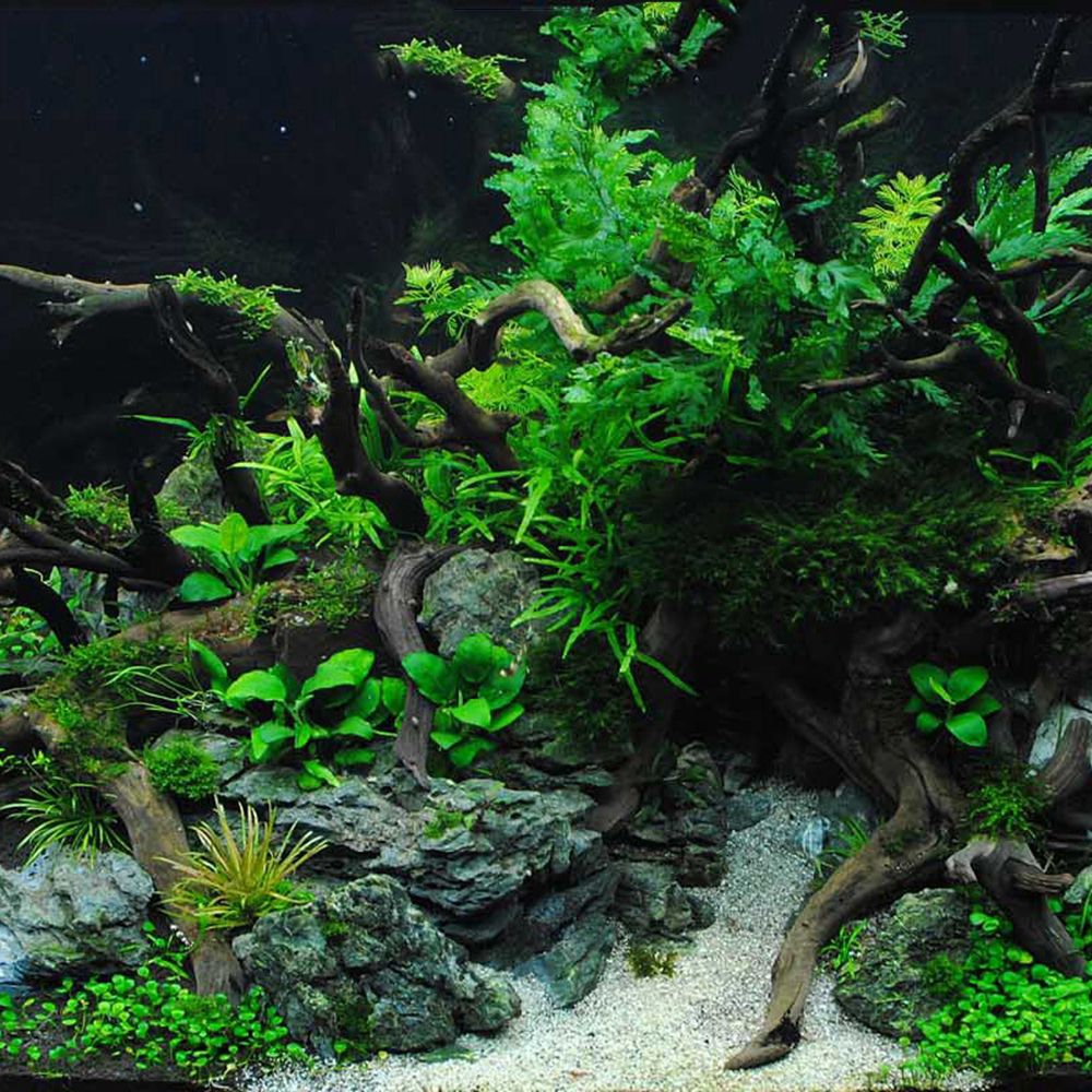 Houten N1N Reptielenbak Achter - Planted Aquarium With Driftwood recensie en prijs