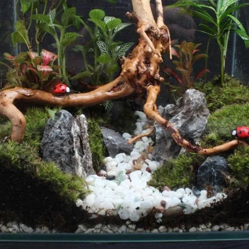 Natuurlijke boomstam Drijfhout - Planted Aquarium With Driftwood recensie en prijs
