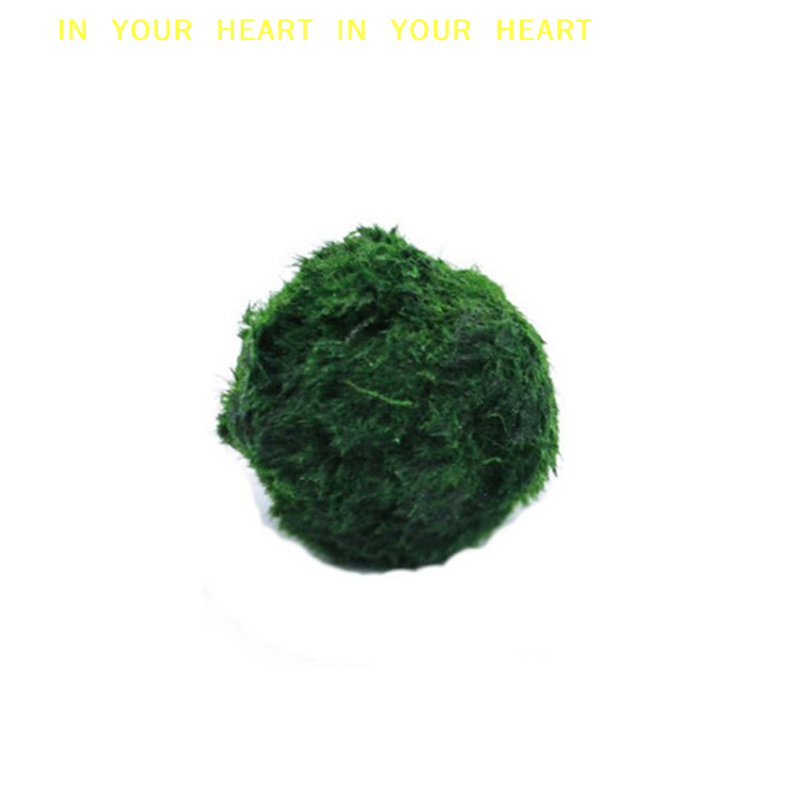【X】3-4cm Marimo Mosballen Leve - Planted Aquarium Moss recensie en prijs