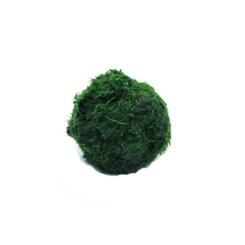 Marimo Mos Ballen Live Aquariu - Planted Aquarium Moss recensie en prijs