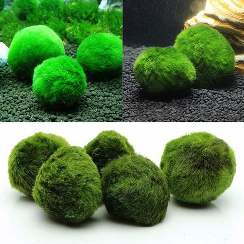 Marimo Mos Ballen Live Aquariu - Planted Aquarium Moss recensie en prijs