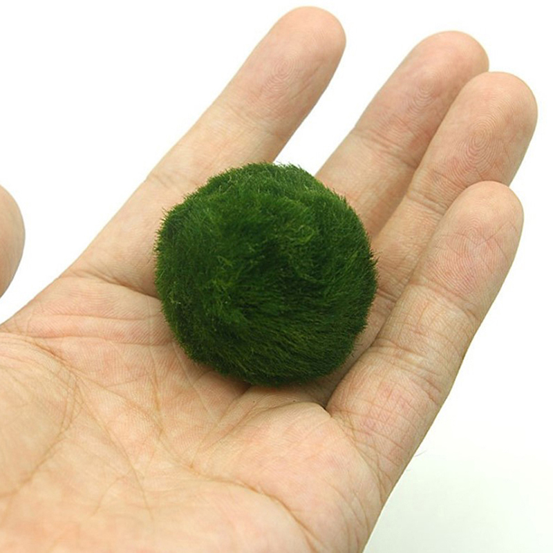 Marimo Mos Ballen Live Aquariu - Planted Aquarium Moss recensie en prijs