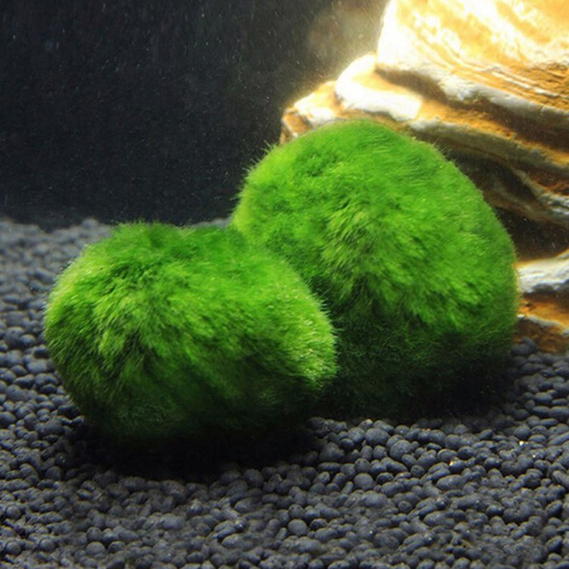 Marimo Mos Ballen Live Aquariu - Planted Aquarium Moss recensie en prijs