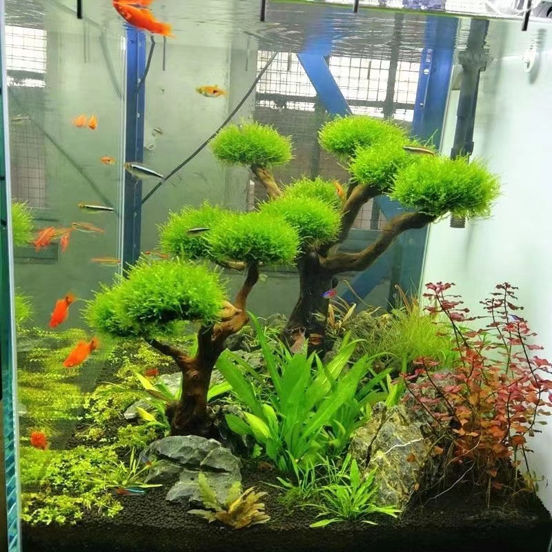 Aquarium groenheid houten fram - Planted Aquarium With Driftwood recensie en prijs