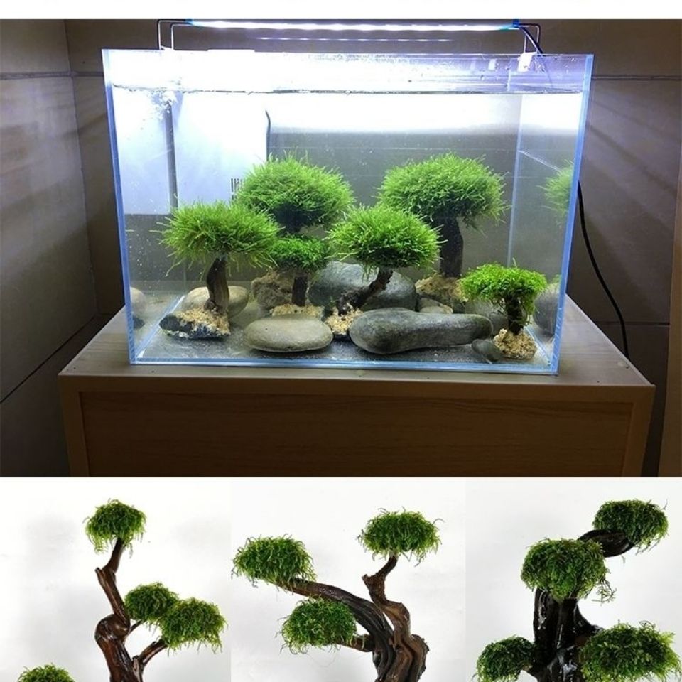 Aquarium groenheid houten fram - Planted Aquarium With Driftwood recensie en prijs
