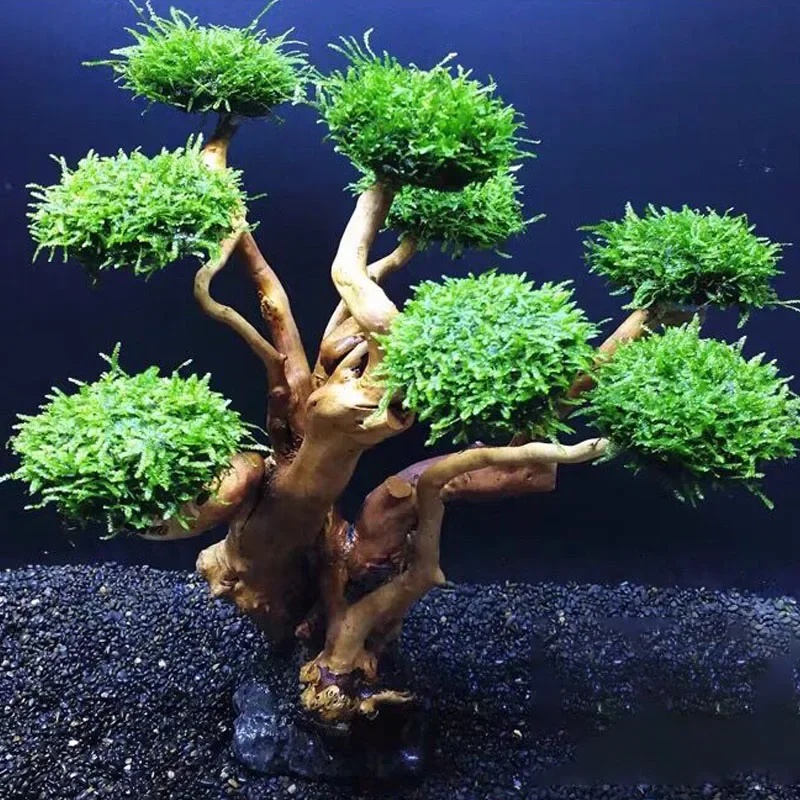 Aquariumplant Mos Boomdecorati - Planted Aquarium With Driftwood recensie en prijs