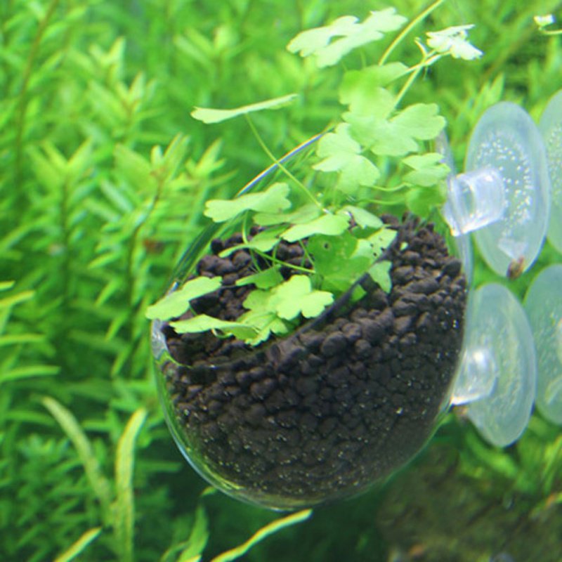 Aquarium Opknoping Plant Pot G - Planted Aquarium Moss recensie en prijs